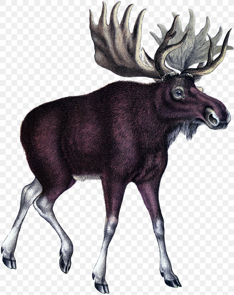 Moose Deer Art Printmaking, PNG, 1431x1800px, Moose, Antler, Architecture, Art, Botanical Illustration Download Free
