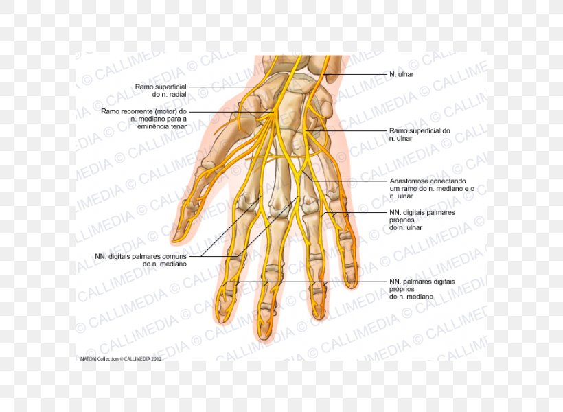 Ulnar Nerve Hand Human Anatomy Nervous System, PNG, 600x600px, Watercolor, Cartoon, Flower, Frame, Heart Download Free