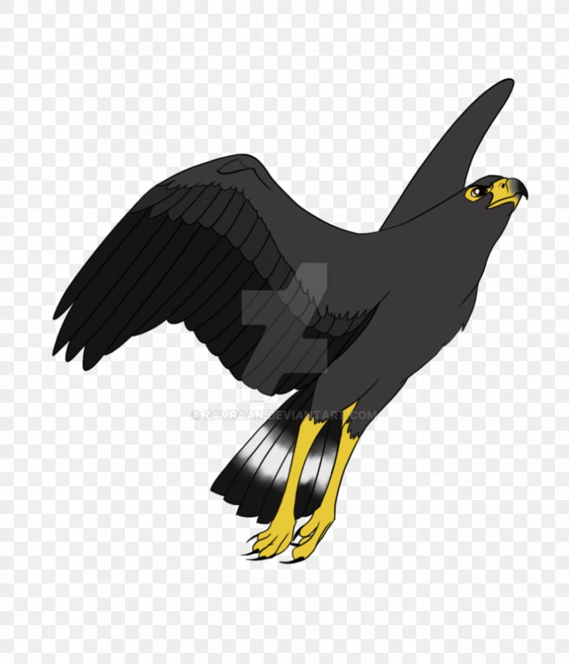 Bald Eagle Hawk Drawing Cartoon, PNG, 827x965px, Bald Eagle, Accipitriformes, Animated Cartoon, Art, Beak Download Free
