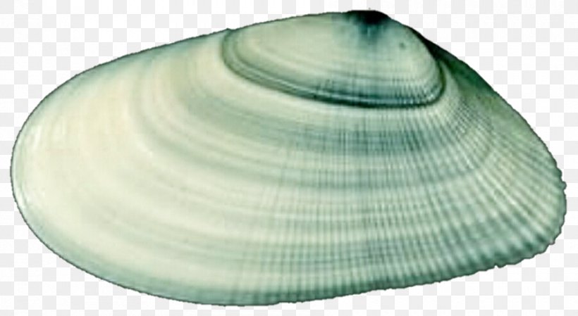 Baltic Macoma Cockle Tellins Veneroida Clam, PNG, 900x493px, Baltic Macoma, Baltic Clam, Clam, Clams Oysters Mussels And Scallops, Cockle Download Free