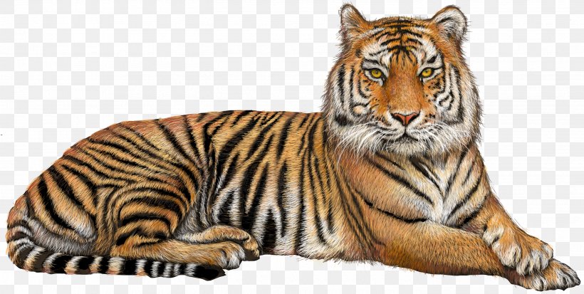 Cats Cartoon, PNG, 2837x1431px, White Tiger, Adaptation, Animal, Animal Figure, Bengal Tiger Download Free