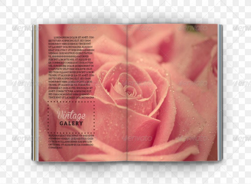 Pink Desktop Wallpaper Red Flower, PNG, 900x660px, Pink, Beach Rose, Blue, Color, Floral Design Download Free