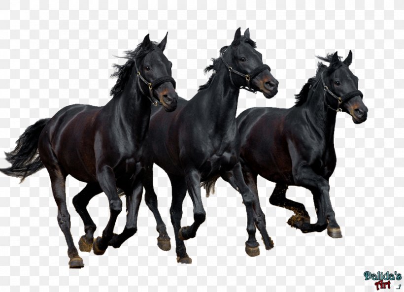 Stallion Curly Horse Black Desktop Wallpaper Bay, PNG, 900x651px, Stallion, Animal, Bay, Black, Computer Download Free