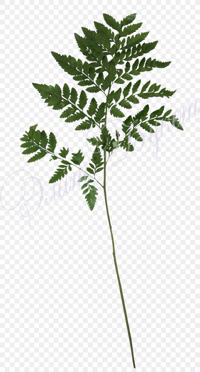 Vascular Plant Flower Plant Stem, PNG, 1200x2225px, Vascular Plant, Branch, Eagle Fern, Flora, Flower Download Free