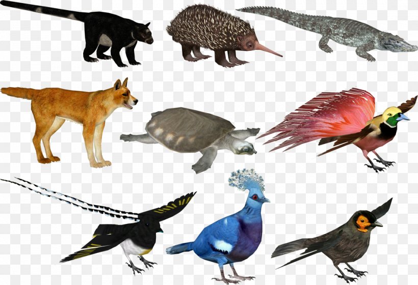 Zoo Tycoon 2: Jurassic Park Pack New Guinea Singing Dog Beak, PNG, 1107x756px, Zoo Tycoon 2, Animal, Beak, Bird, Birdofparadise Download Free
