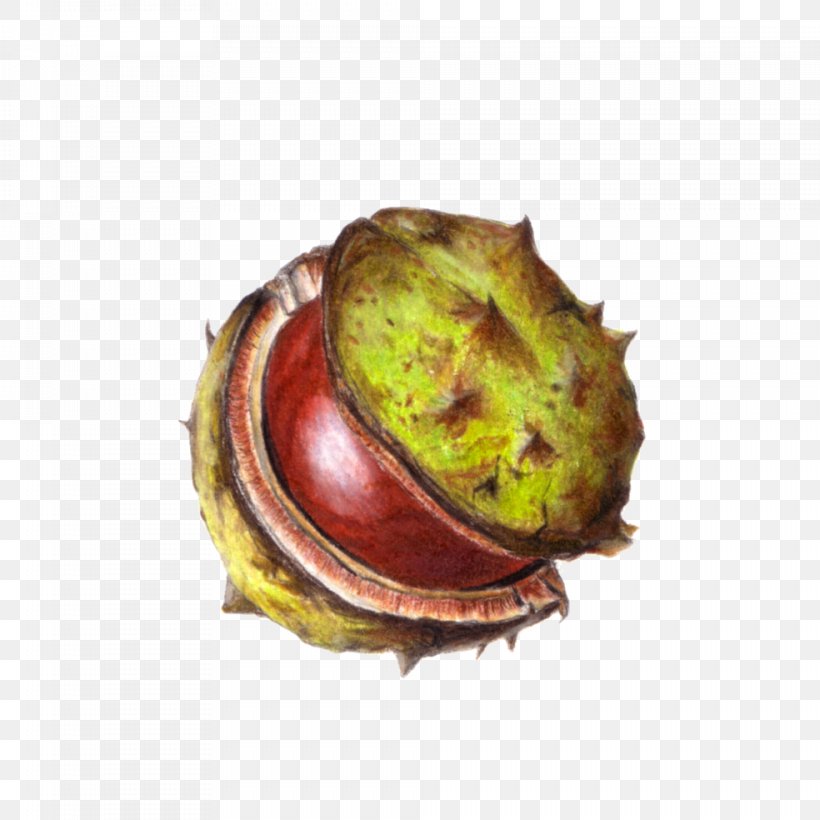 Chestnut Conkers Colored Pencil Drawing, PNG, 984x984px, Chestnut, Color, Colored Pencil, Coloring Book, Conkers Download Free