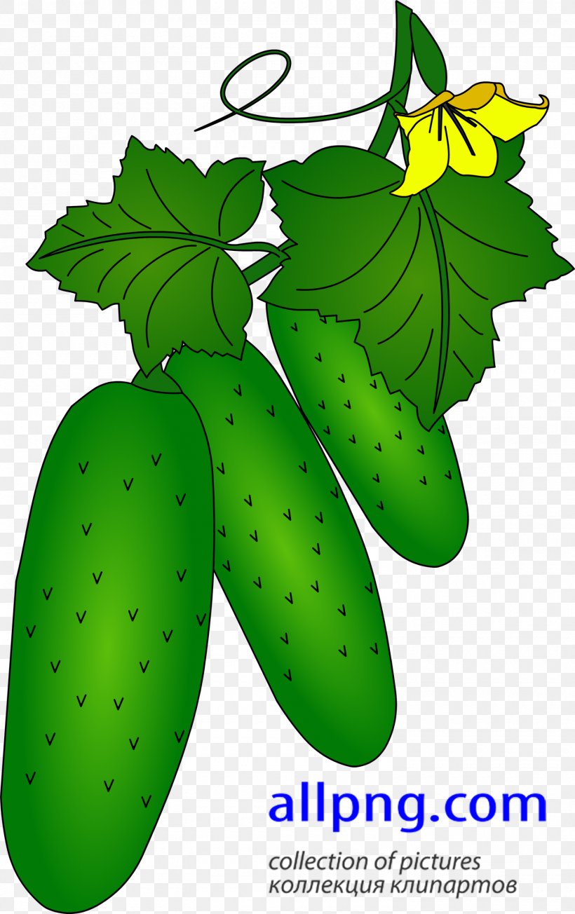 Clip Art Leaf Fruit Plant Stem Flowering Plant, PNG, 1500x2386px, Leaf, Flowering Plant, Food, Fruit, Organism Download Free
