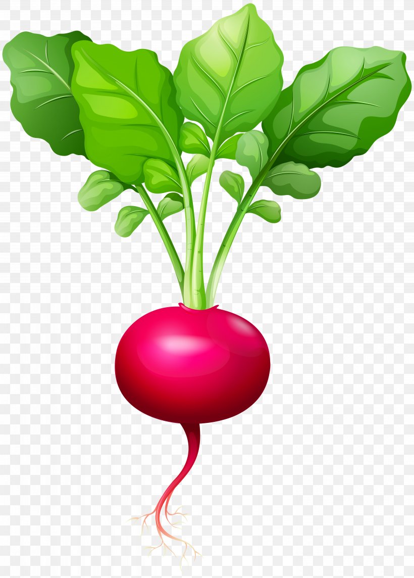 Daikon Beetroot Leaf Vegetable Clip Art, PNG, 5733x8000px, Daikon, Beet, Beetroot, Chard, Food Download Free