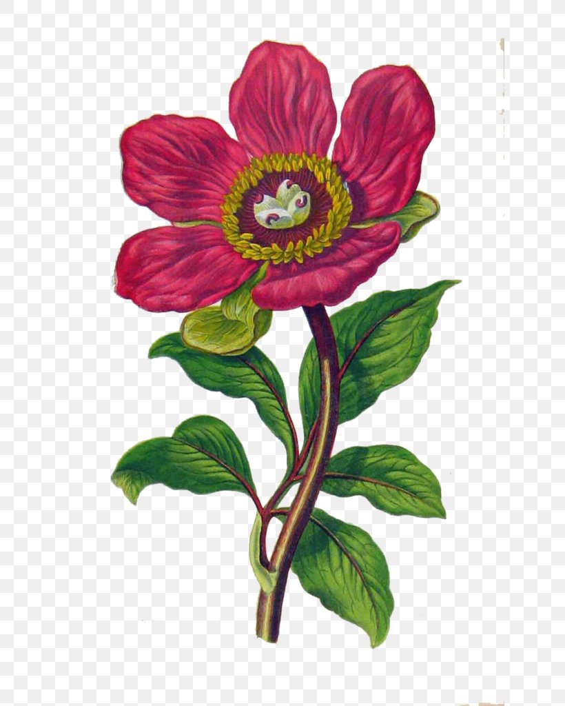 Flower Peony Floral Design Botanical Illustration English Botany, PNG, 644x1024px, Flower, Annual Plant, Botanical Illustration, Botany, Color Download Free