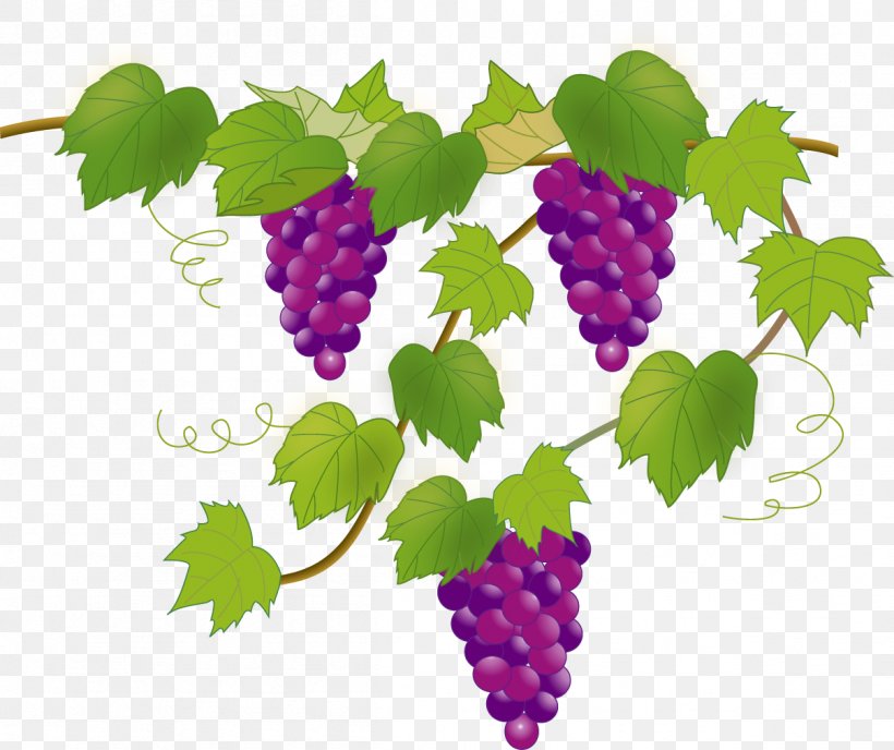 Grape Illustrator Image Illustration Fruit, PNG, 1206x1012px, Grape, Art, Autumn, Berry, Boysenberry Download Free