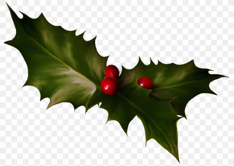Holly, PNG, 1468x1046px, Holly, American Holly, Flower, Hollyleaf Cherry, Leaf Download Free