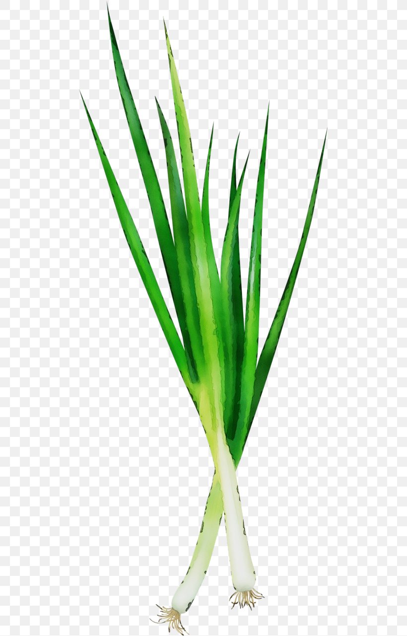 Plant Green Leaf Vegetable Grass, PNG, 503x1281px, Watercolor, Chives, Grass, Grass Family, Green Download Free