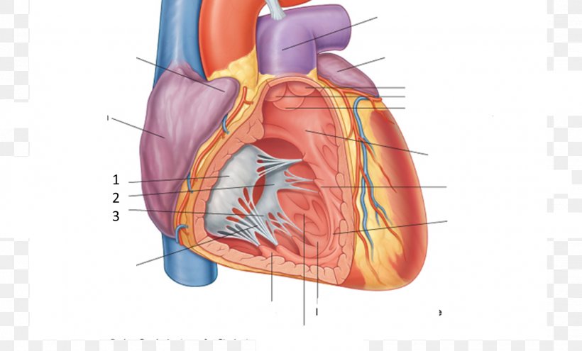 Surface Anatomy Heart Pericardium Human Anatomy, PNG, 1430x864px, Watercolor, Cartoon, Flower, Frame, Heart Download Free