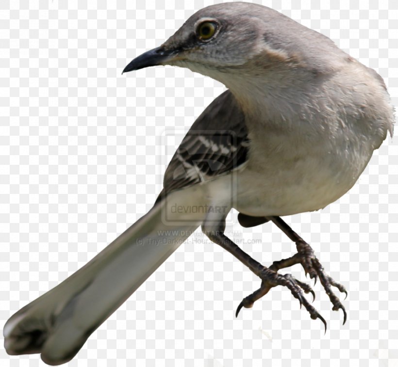 To Kill A Mockingbird Common Nightingale Northern Mockingbird, PNG, 930x859px, To Kill A Mockingbird, Art, Beak, Bird, Common Nightingale Download Free