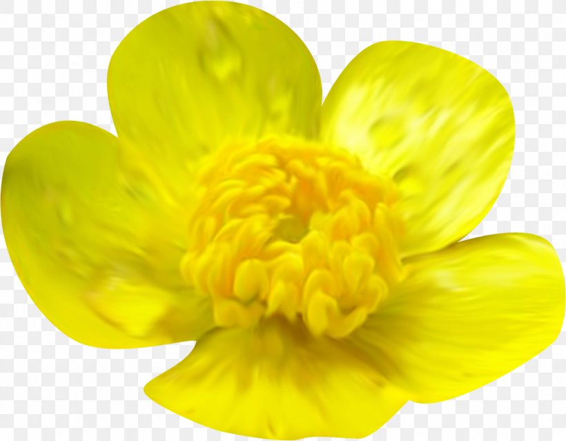 Yellow Flower Orange Clip Art, PNG, 1003x782px, Yellow, Dahlia, Daisy Family, Digital Image, Flower Download Free