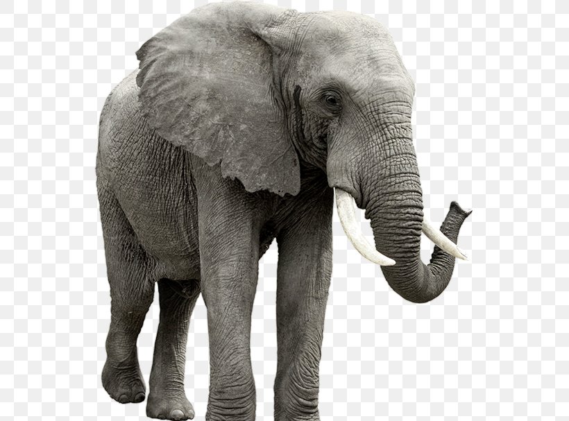 African Elephant Clip Art, PNG, 547x607px, African Bush Elephant, African Elephant, African Forest Elephant, Black And White, Elephant Download Free