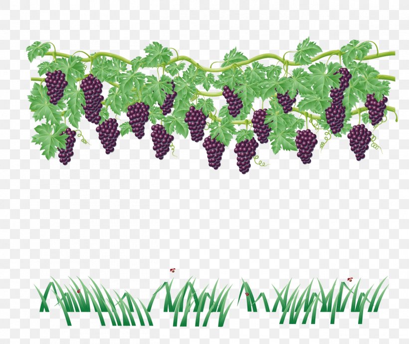 Common Grape Vine Wine Grape Leaves, PNG, 1311x1105px, Common Grape Vine,  Cartoon, Drawing, Fruit, Grape Download