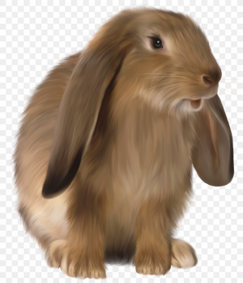 Domestic Rabbit Easter Bunny Hare, PNG, 1000x1168px, Domestic Rabbit, Animal, Animation, Easter Bunny, Fur Download Free
