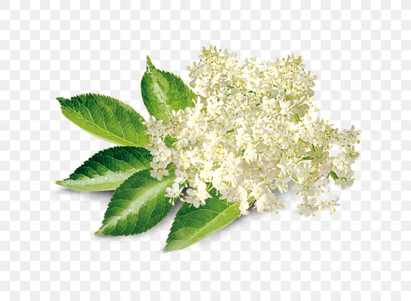 Elderflower Cordial Elderberry Shrub Lemon Syrup, PNG, 690x600px, Elderflower Cordial, Aroma, Cordial, Elderberry, Electronic Cigarette Download Free