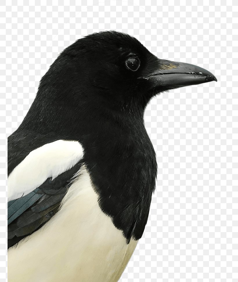 Eurasian Magpie Alserkal Avenue American Crow United Arab Emirates, PNG, 768x972px, 2017, Eurasian Magpie, Alserkal Avenue, American Crow, Beak Download Free