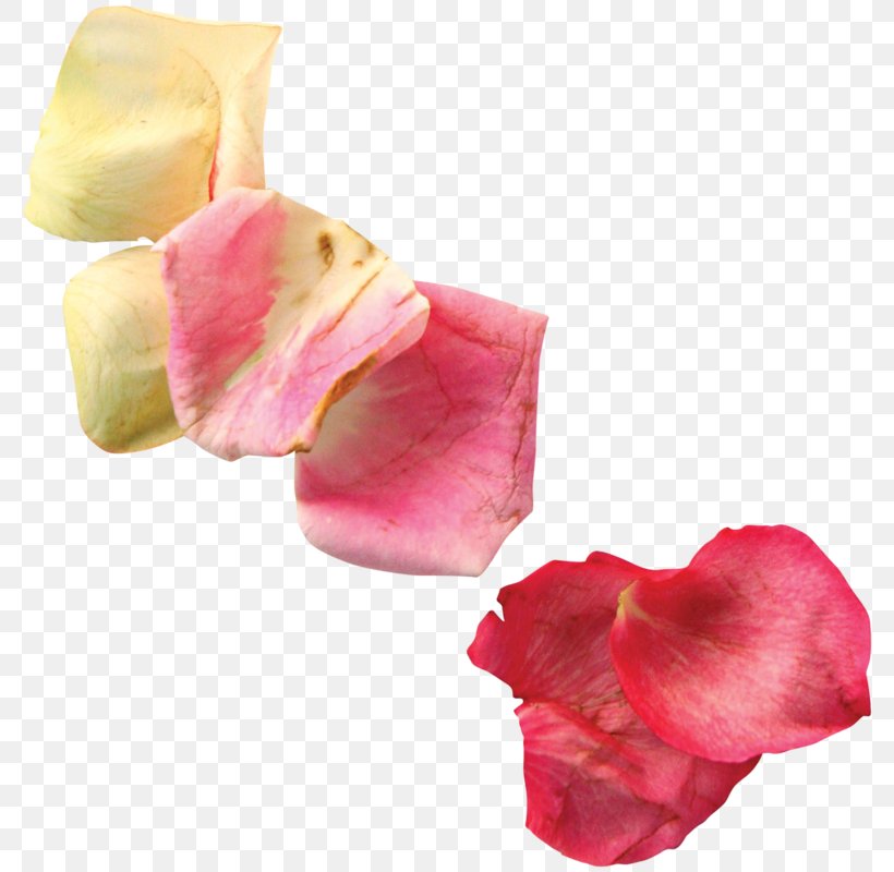Petal Cut Flowers Pink Lilac, PNG, 788x800px, Petal, Beach Rose, Cut Flowers, Flower, Lilac Download Free