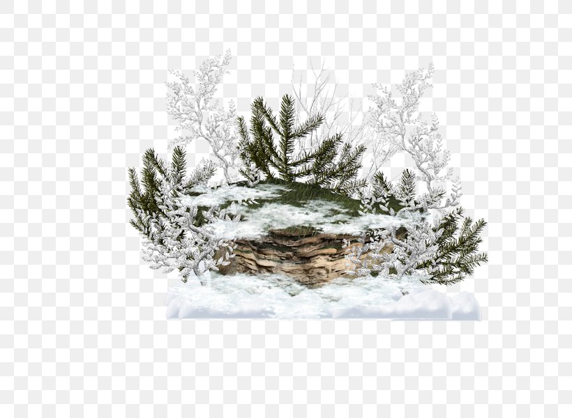 Fir Christmas Tree Spruce Christmas Ornament Christmas Day, PNG, 600x600px, Fir, Branch, Christmas Day, Christmas Ornament, Christmas Tree Download Free