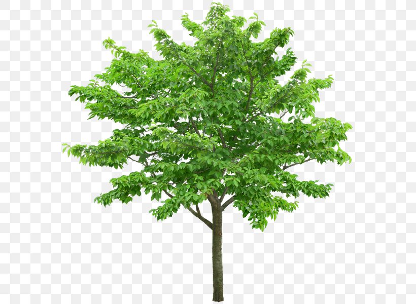 Tree Stock Photography Branch, PNG, 576x600px, Tree, Branch, Dawn Redwood, Drawing, Leaf Download Free
