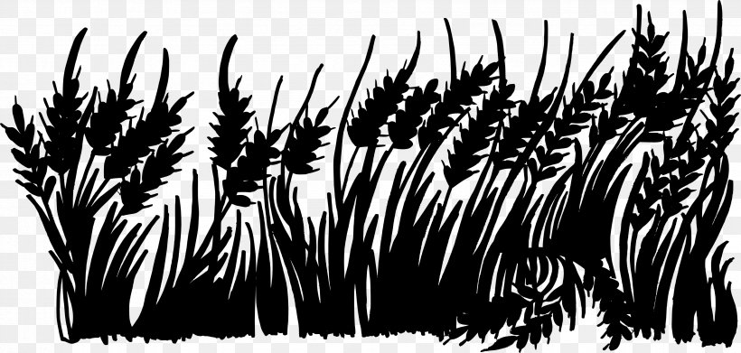 Black And White Monochrome Photography Silhouette, PNG, 3393x1620px, Black And White, Black, Display Resolution, Feather, Grass Download Free