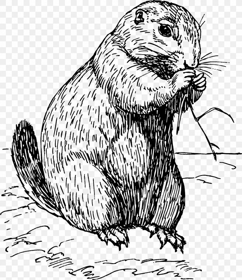 Black-tailed Prairie Dog Rodent White-tailed Prairie Dog Clip Art, PNG, 1106x1280px, Dog, Art, Beak, Beaver, Black And White Download Free