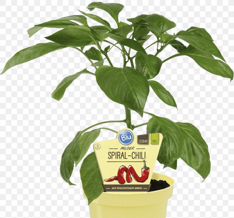 Chili Pepper Capsicum Vegetable Pungency Gärtner Pötschke Gmbh, PNG, 870x810px, Chili Pepper, Basil, Bonsai, Capsicum, Flowerpot Download Free