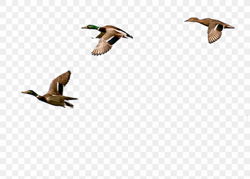 Duck Decoy Belt-Schutsloot Goose Het Dorp, PNG, 850x611px, Duck, Animal Migration, Apartment, Arrangement, Beak Download Free