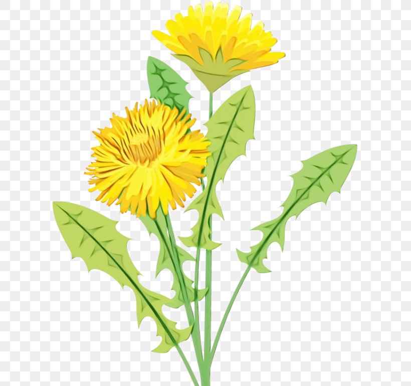 Flower Dandelion Yellow Plant English Marigold, PNG, 611x769px, Watercolor, Dandelion, English Marigold, Flower, Hawkweed Download Free