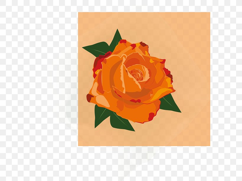 Garden Roses Flower, PNG, 640x615px, Garden Roses, Animation, Flower, Flowering Plant, Orange Download Free