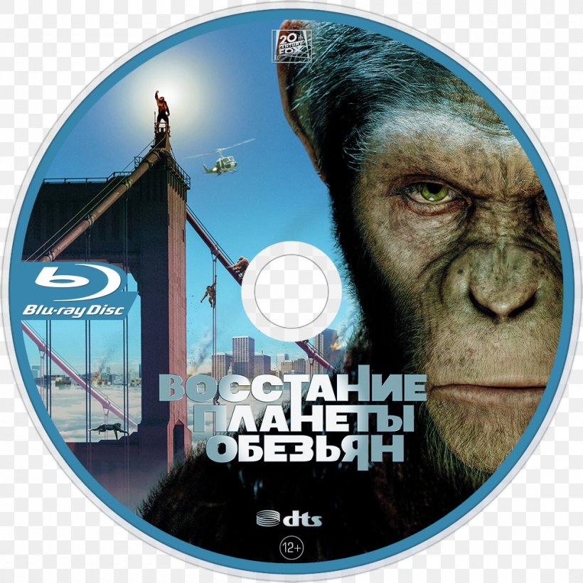 Caesar Planet Of The Apes Film Hollywood, PNG, 1000x1000px, Caesar, Ape, Brad Bird, Compact Disc, Dawn Of The Planet Of The Apes Download Free