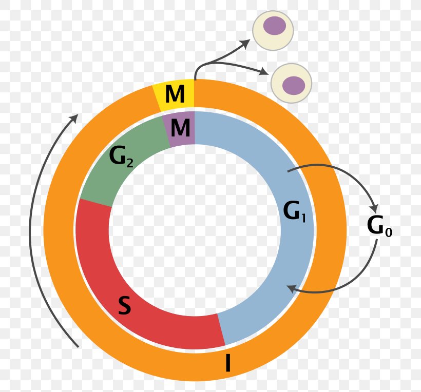 Cell Cycle Cell Division Mitosis Interphase, PNG, 748x764px, Cell Cycle, Area, Biology, Cell, Cell Cycle Checkpoint Download Free