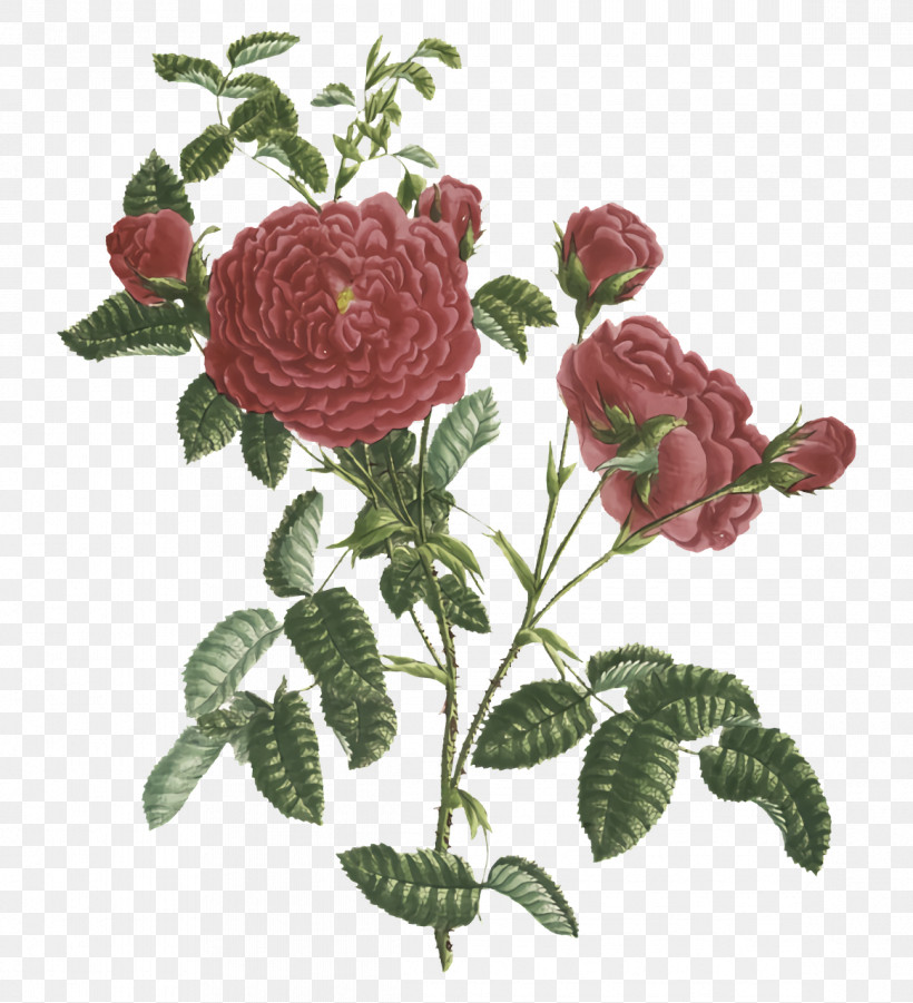 Garden Roses, PNG, 1164x1280px, Garden Roses, Cabbage Rose, Childrens Film, Cut Flowers, Family Download Free