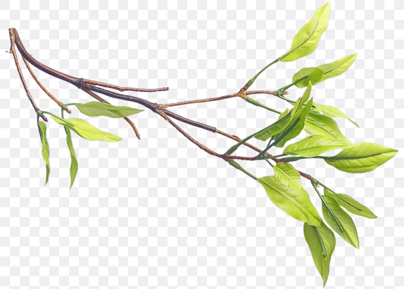 Green Tea Leaf Cloud, PNG, 800x586px, Tea, Branch, Bud, Cloud, Grass Download Free