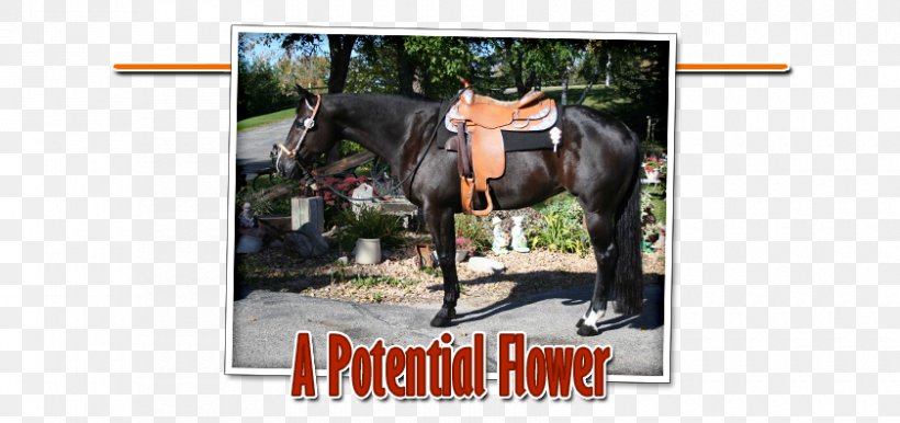 Stallion Mare American Quarter Horse Rein Roan, PNG, 840x396px, Stallion, Advertising, American Quarter Horse, Bay, Brand Download Free