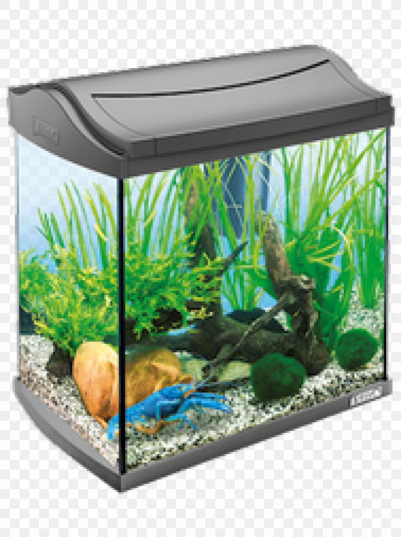 Aquariums Tetra Fishkeeping Aquarium Filters, PNG, 1000x1340px, Aquariums, Aquarium, Aquarium Decor, Aquarium Filters, Aquarium Lighting Download Free