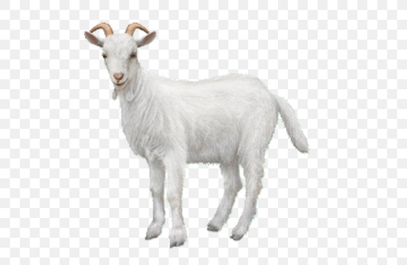 Goat Chiva Bus Ahuntz Animal Sheep, PNG, 503x535px, Goat, Ahuntz, Animal, Animal Figure, Cashmere Wool Download Free