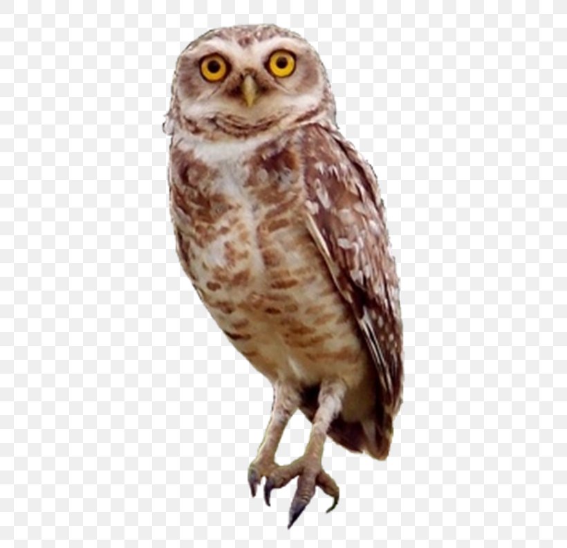 Little Owl Bird Horse, PNG, 500x792px, Owl, Animal, Barn Owl, Beak, Bird Download Free