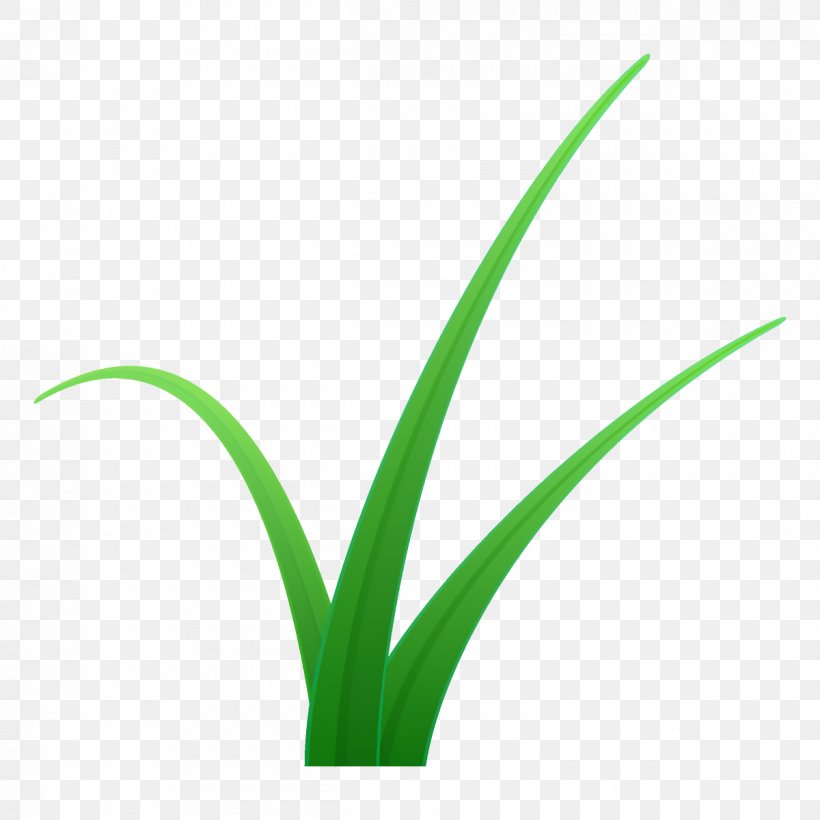 Plant Green Flower Leaf Grass, PNG, 1200x1200px, Plant, Flower, Flowering Plant, Grass, Grass Family Download Free