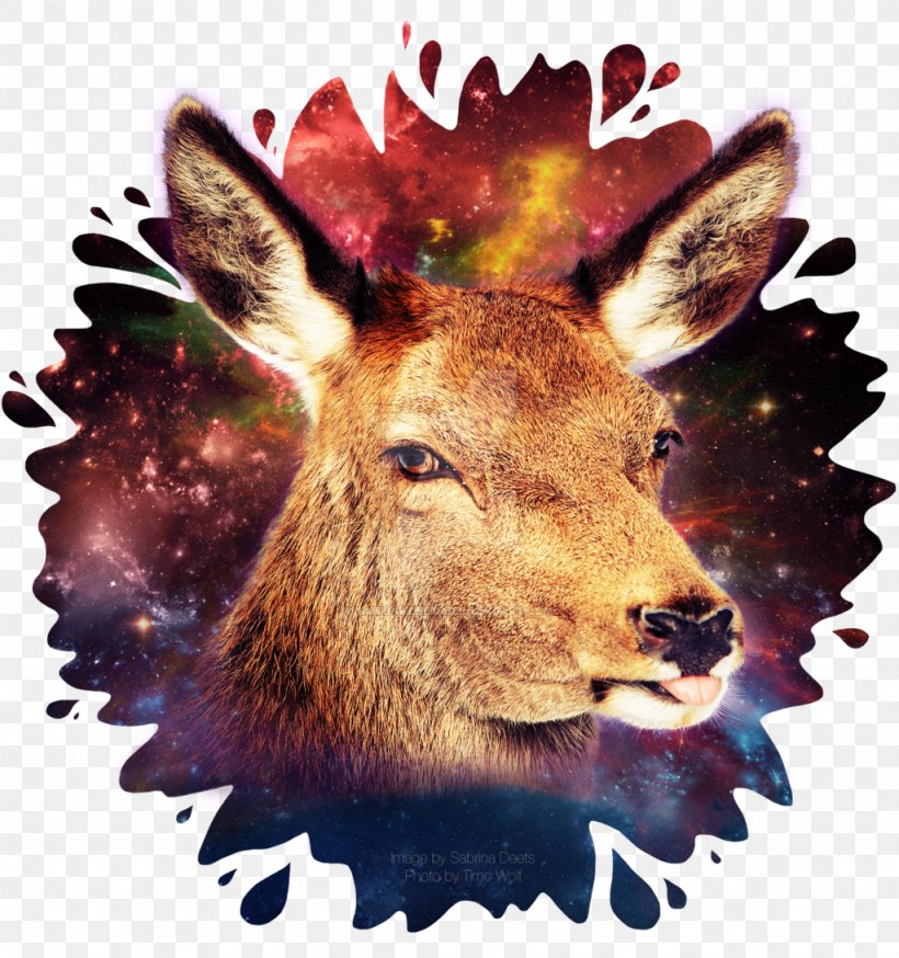 Reindeer Antler Fauna Wildlife, PNG, 1024x1092px, Reindeer, Antler, Deer, Fauna, Galaxy Download Free