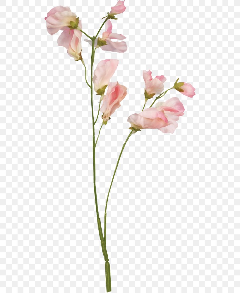 Sweet Pea Flower Floral Design Botanical Illustration, PNG, 517x1000px, Sweet Pea, Artificial Flower, Birth Flower, Blossom, Botanical Illustration Download Free