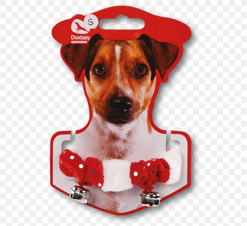 Dog Breed Rat Terrier Toy Fox Terrier Jack Russell Terrier, PNG, 520x750px, Dog Breed, Bulldog, Christmas, Clothing, Companion Dog Download Free