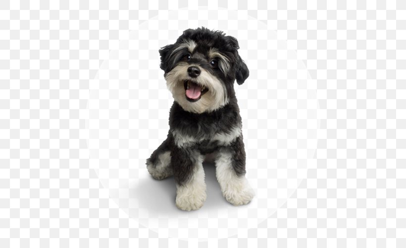 Miniature Schnauzer Schnoodle Standard Schnauzer Morkie Puppy, PNG, 500x500px, Miniature Schnauzer, Breed, Breed Group Dog, Carnivoran, Companion Dog Download Free