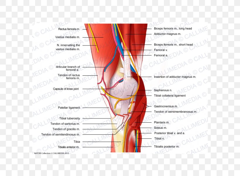 Nerve Knee Muscle Blood Vessel Muscular System, PNG, 600x600px, Watercolor, Cartoon, Flower, Frame, Heart Download Free
