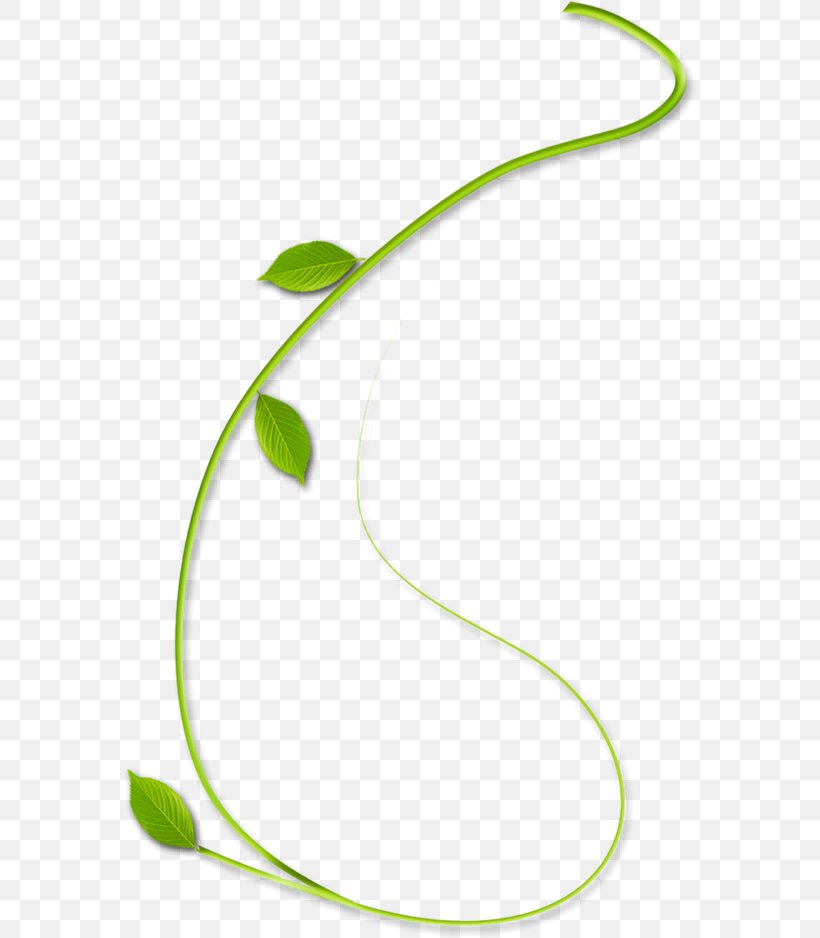 Image Leaf Green Calameae, PNG, 800x938px, Leaf, Calameae, Digital Image, Flower, Green Download Free