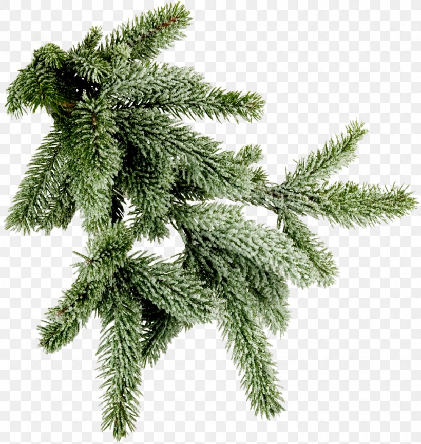 Spruce Branch Tree Pine Photography, PNG, 971x1024px, Spruce, Branch, Christmas, Christmas Decoration, Christmas Ornament Download Free