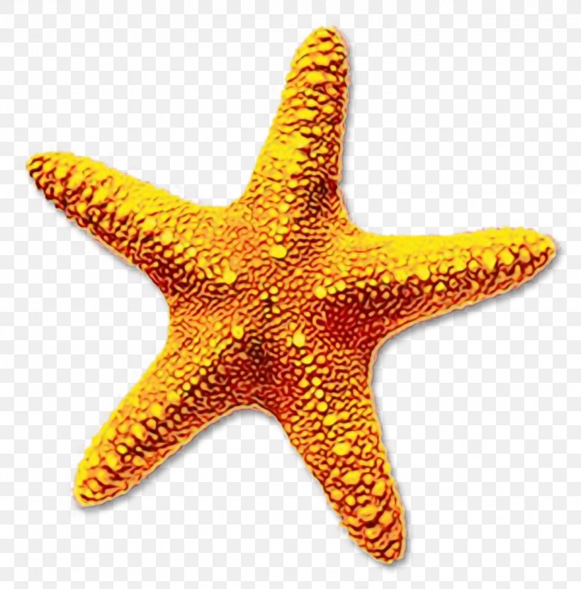 Summer Background Design, PNG, 1577x1600px, Starfish, Drawing, Star, Web Design Download Free